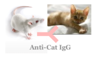 小鼠抗猫IgG（Monoclonal Mouse Anti-Cat IgG）