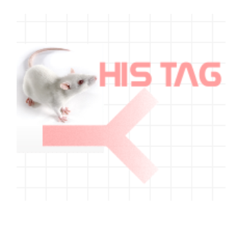 小鼠抗HIS标签（Monoclonal Mouse Anti-His Tag）