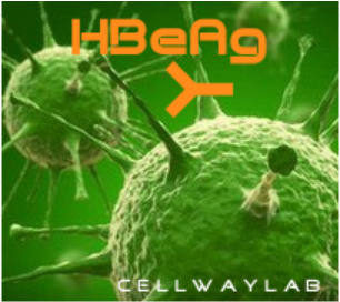 小鼠抗HBeAg（Monoclonal Mouse Anti-HBeAg）