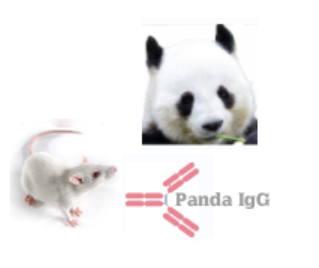 小鼠抗大熊猫 IgG(Monoclonal Mouse Anti-Panda IgG)