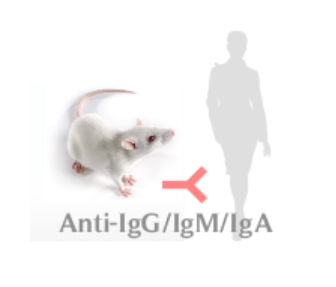 小鼠抗人IgG/IgM/IgA（Monoclonal Mouse Anti-HumanIgG/IgM/IgA）