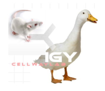 小鼠抗鸭IgY（Monoclonal Mouse Anti-Duck IgY（IgG))