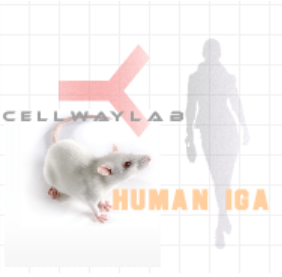 小鼠抗人IgA（Monoclonal Mouse Anti-Human IgA）