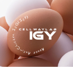 小鼠抗鸡IgY（Monoclonal Mouse Anti-Chicken IgY(IgG)）